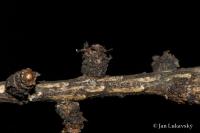 Modřín opadavý (Larix decidua)