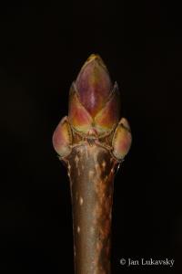 Spitzahorn