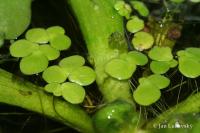 Závitka mnohokořenná (Spirodela polyrhiza)