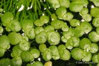 Závitka mnohokořenná (Spirodela polyrhiza)