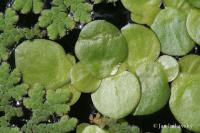 Závitka mnohokořenná (Spirodela polyrhiza)