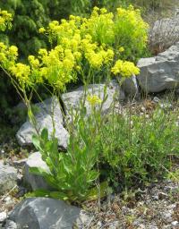 Boryt barvířský (Isatis tinctoria)