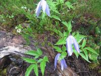 Plamének alpský (Clematis alpina)