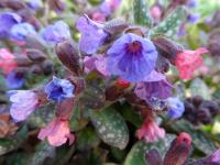 Plicník lékařský (Pulmonaria officinalis)