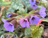 Plicník lékařský (Pulmonaria officinalis)