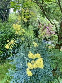 Žluťucha žlutá (Thalictrum flavum)