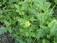 Kuklík městský (Geum urbanum)