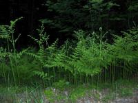 Hasivka orličí (Pteridium aquilinum)