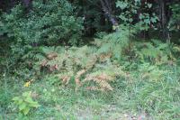 Hasivka orličí (Pteridium aquilinum)
