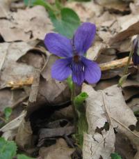 Violka vonná (Viola odorata)