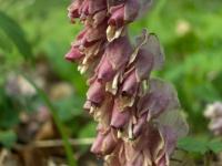 Podbílek šupinatý (Lathraea squamaria)