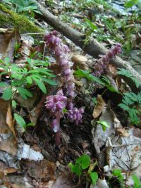 Podbílek šupinatý (Lathraea squamaria)