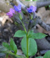 Plicník lékařský (Pulmonaria officinalis)