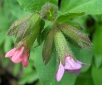 Plicník lékařský (Pulmonaria officinalis)