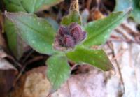 Plicník lékařský (Pulmonaria officinalis)