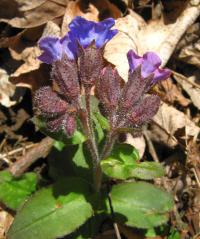 Plicník lékařský (Pulmonaria officinalis)
