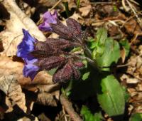 Plicník lékařský (Pulmonaria officinalis)