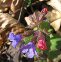 Plicník lékařský (Pulmonaria officinalis)