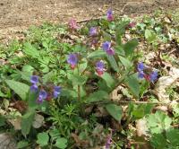 Plicník lékařský (Pulmonaria officinalis)