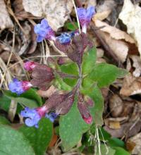 Plicník lékařský (Pulmonaria officinalis)
