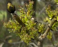 Jasan ztepilý (Fraxinus excelsior)