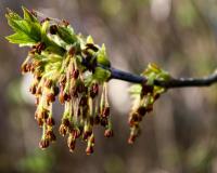 Jasan ztepilý (Fraxinus excelsior)