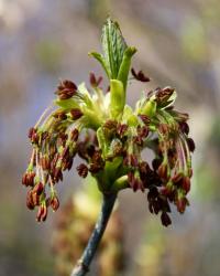 Jasan ztepilý (Fraxinus excelsior)