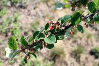 Skalník celokrajný (Cotoneaster integerrimus)
