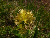 Hořec tečkovaný (Gentiana punctata)