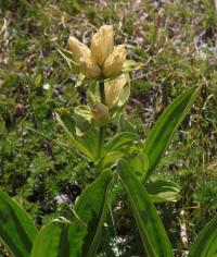 Hořec tečkovaný (Gentiana punctata)