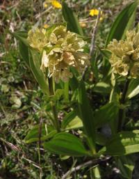Hořec tečkovaný (Gentiana punctata)