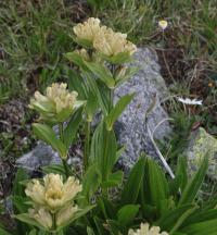Hořec tečkovaný (Gentiana punctata)