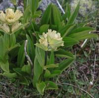 Hořec tečkovaný (Gentiana punctata)