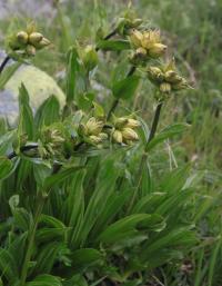 Hořec tečkovaný (Gentiana punctata)