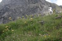 Hořec tečkovaný (Gentiana punctata)