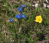Hořec sněžný (Gentiana nivalis)