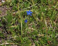 Hořec sněžný (Gentiana nivalis)