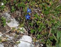 Hořec sněžný (Gentiana nivalis)