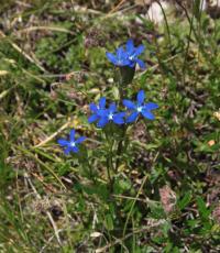 Hořec sněžný (Gentiana nivalis)