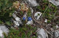 Hořec sněžný (Gentiana nivalis)