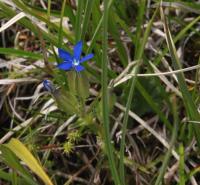 Hořec sněžný (Gentiana nivalis)