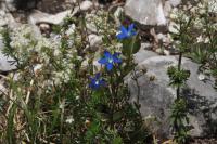 Hořec sněžný (Gentiana nivalis)