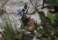 Hořec sněžný (Gentiana nivalis)