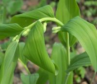 Kokořík mnohokvětý (Polygonatum multiflorum)