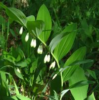 Kokořík mnohokvětý (Polygonatum multiflorum)