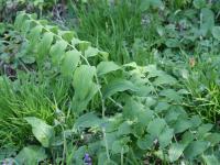 Kokořík mnohokvětý (Polygonatum multiflorum)
