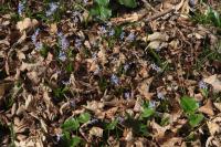Ladoňka karpatská (Scilla kladnii)