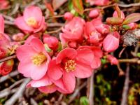Kdoulovec japonský (Chaenomeles japonica)