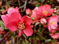 Kdoulovec japonský (Chaenomeles japonica)