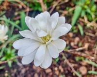 Šácholan hvězdnatý (Magnolia stellata)